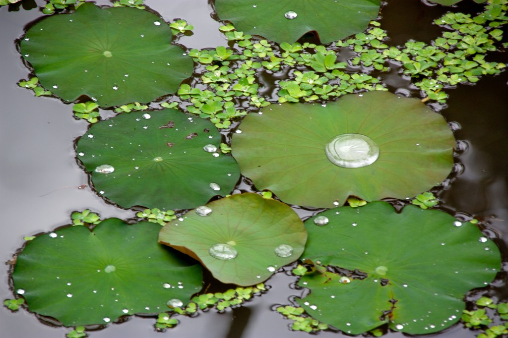 The Year of Less, by Cait&nbsp;Flanders